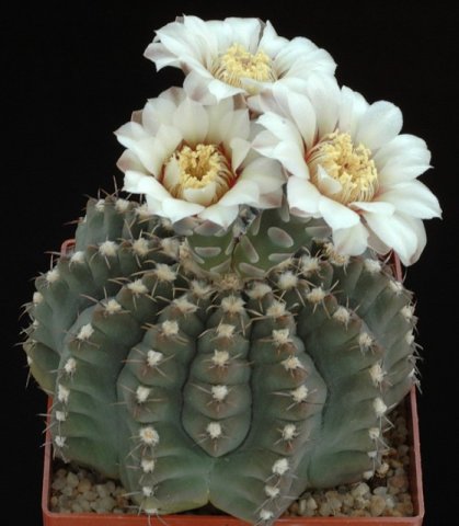 Gymnocalycium_quehlianum